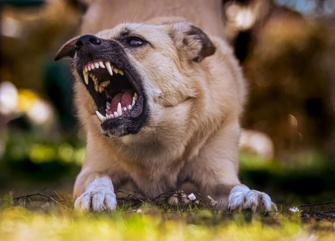 Cum să supraviețuiești unei haite de câini agresivi? Sfaturi de la un poliţist care a salvat de la moarte un om, într-o situație similară