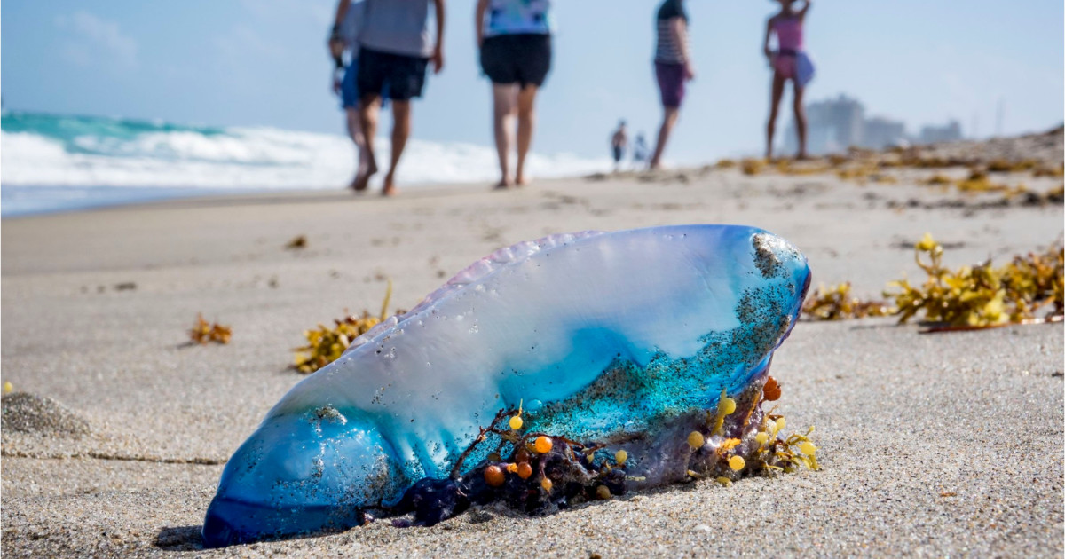 „Teroarea plutitoare” a invadat plajele din Europa. Cum ajung aceste animale veninoase tot mai des în Mediterana și Atlanticul de Nord