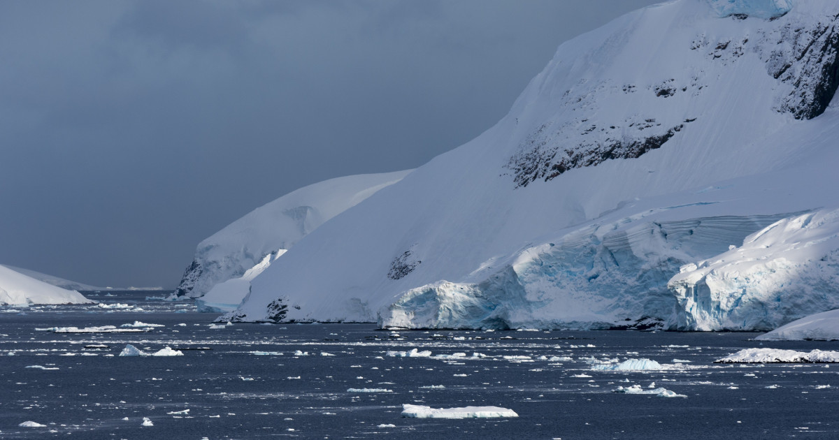 O muscă din Arctica a ajuns în Antarctica. Oamenii de ştiinţă avertizează: poate provoca „o destabilizare ecosistemică a mediului”