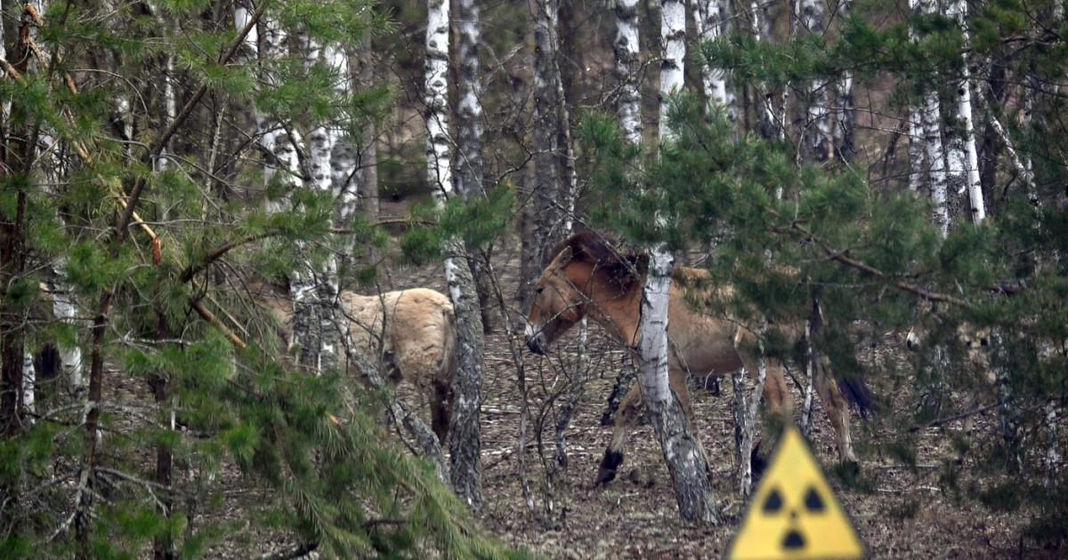 La 40 de ani de la dezastru, Cernobîl a devenit ce nimeni nu anticipase: o rezervație naturală. Motivul este deprimant